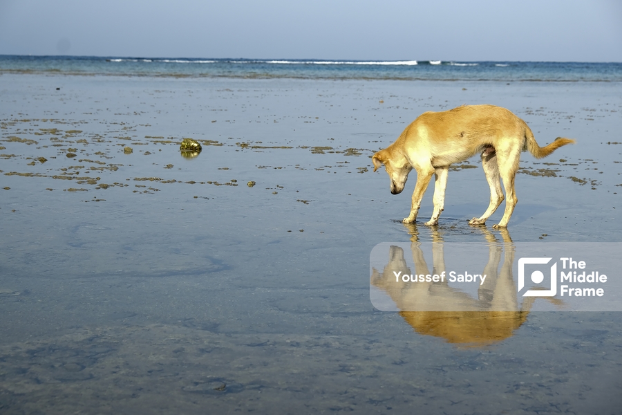 Dog and a reflection in the sea Marsa Allam-Egypt.