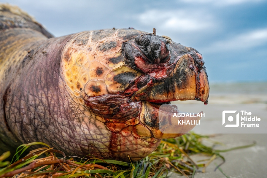 a dead turtle on the beach