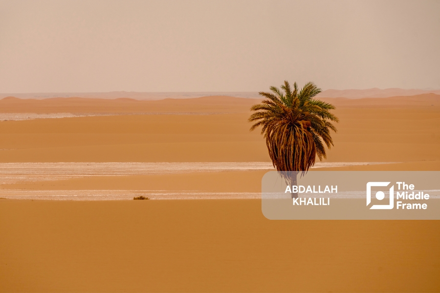 A lone palm tree in the desert