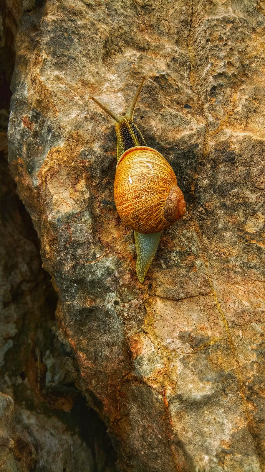 A snail on a rock