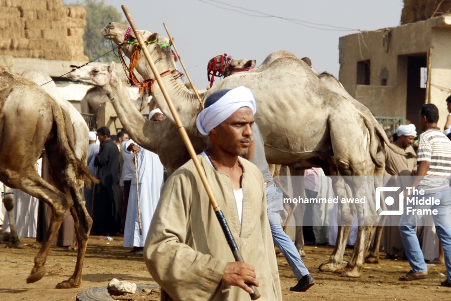 Birqash Camel Market (Souq al-Gamaal)