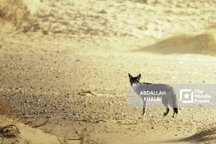 A black backed fox in the desert