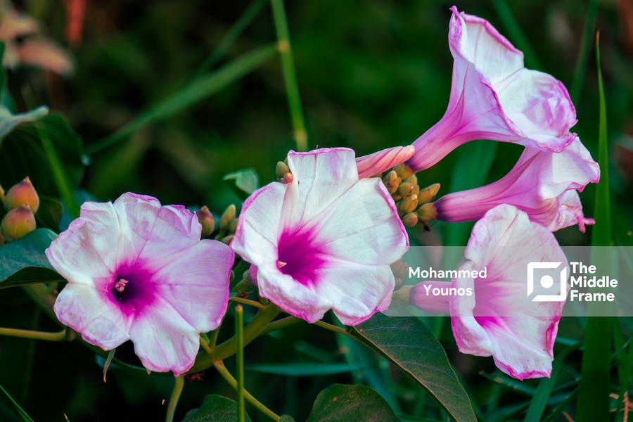 Beautiful Pink and White Morning Glory Flowers