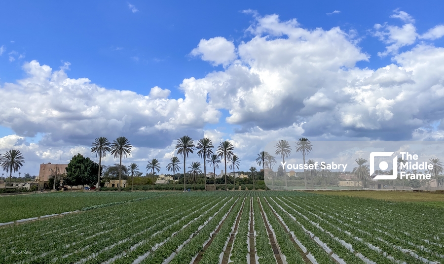 The Beauty of Agriculture fields in Giza-Egypt
