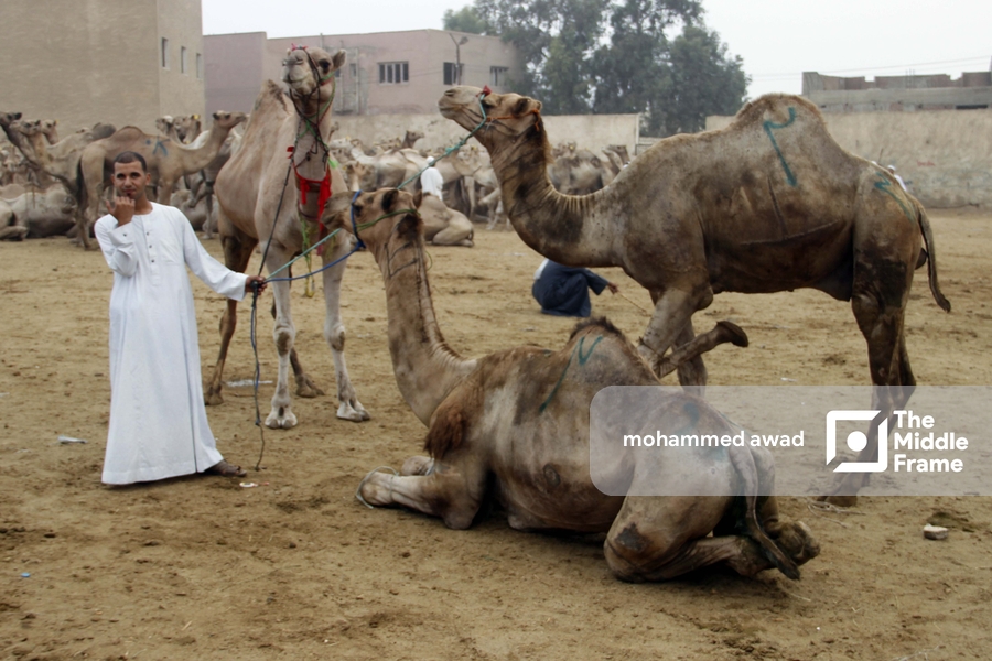 Birqash Camel Market (Souq al-Gamaal)