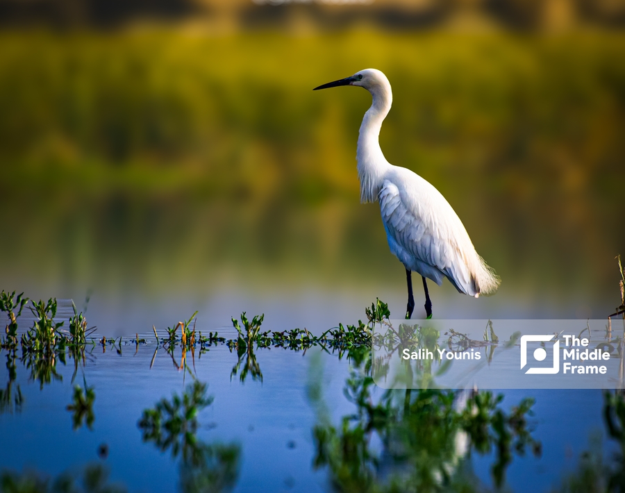 Egret bird.