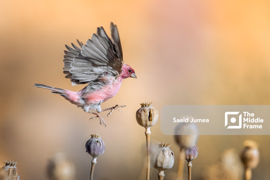 Pink Bird in Sinai, Egypt