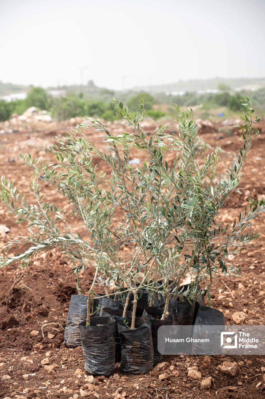 Farmland in Flamiya village in Qalqilya District West Bank-Palestine.
