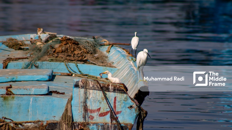 White Herons on Old Fishing Boat with Caught Fish