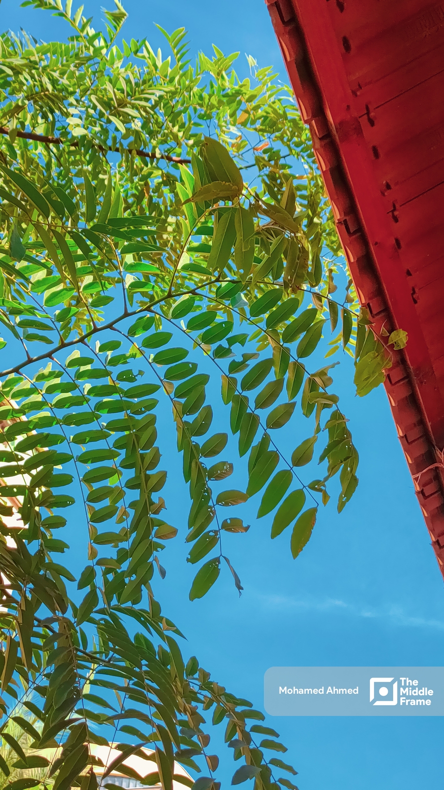plant with green leaves