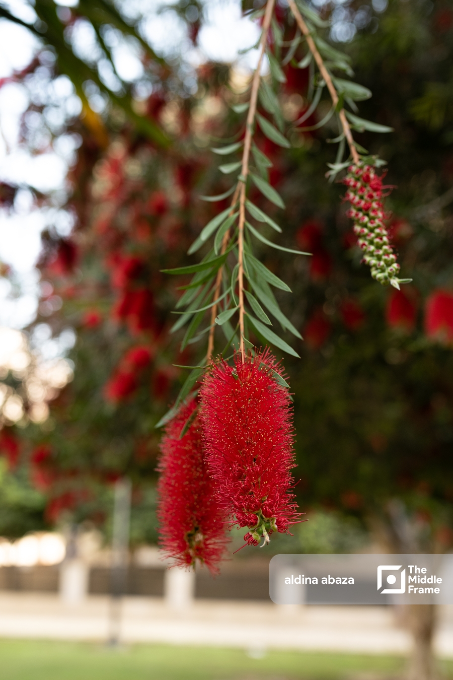red bottlebrush leaf