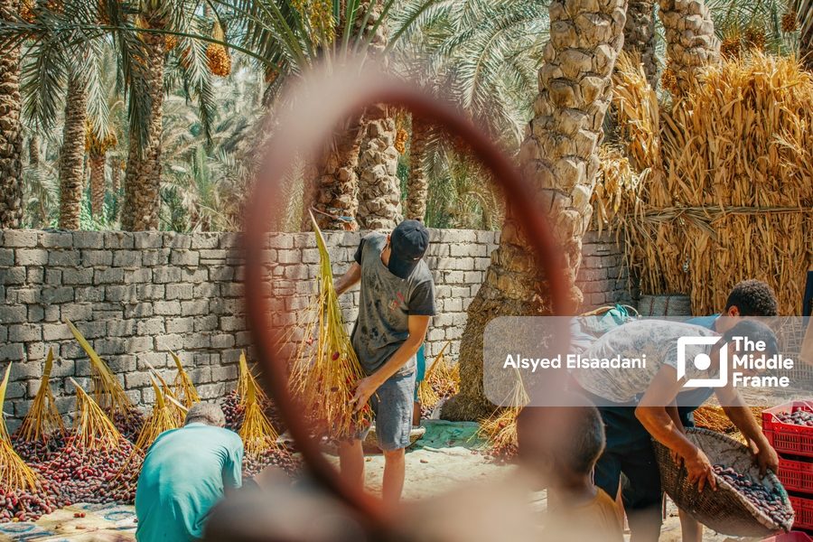 The date harvest season in Egypt.