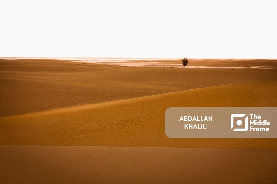 A lone palm tree in the desert