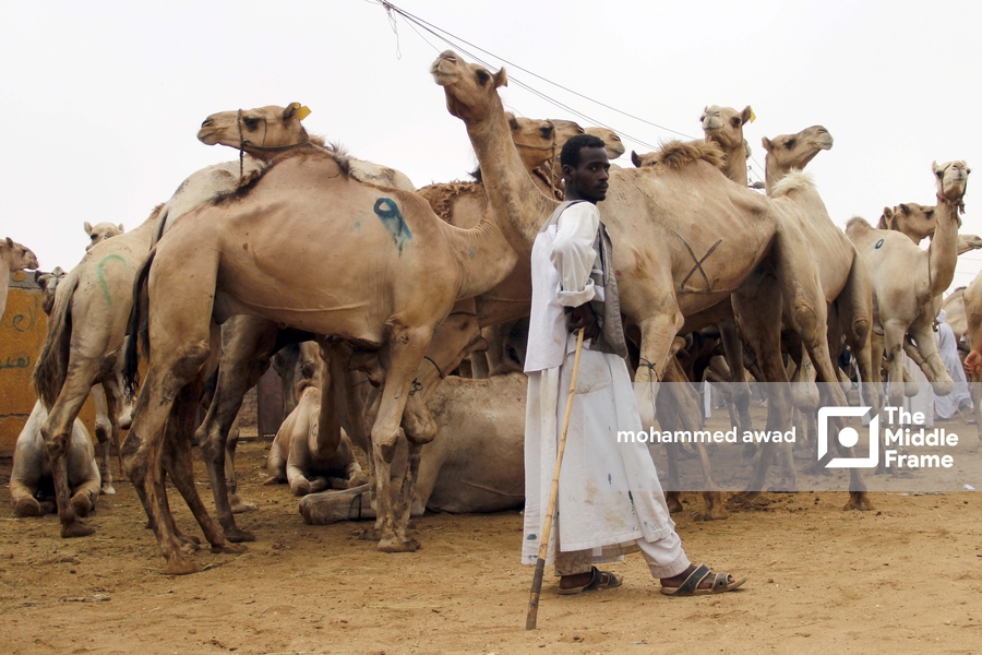 Birqash Camel Market (Souq al-Gamaal)