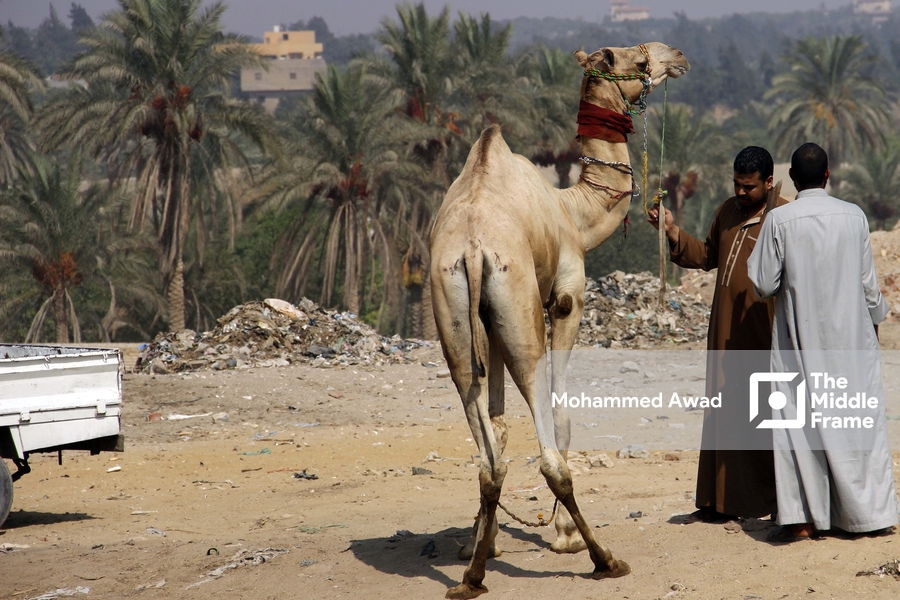 Birqash Camel Market (Souq al-Gamaal)