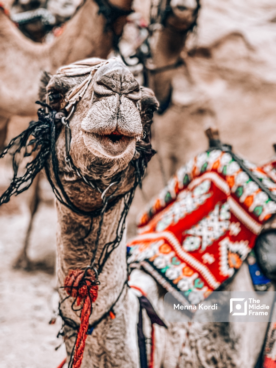 Arabic camel