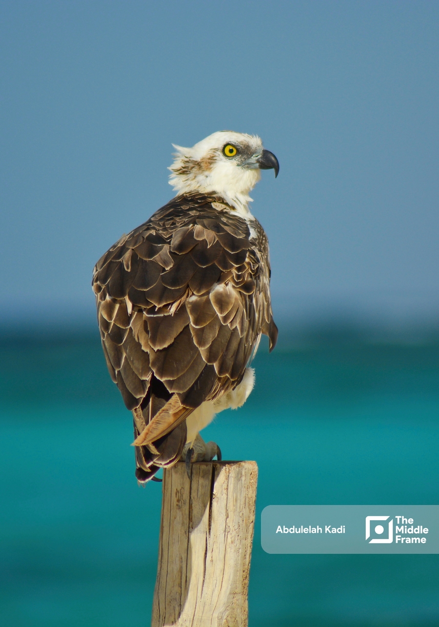 A falcon stands on a pillar by the sea.