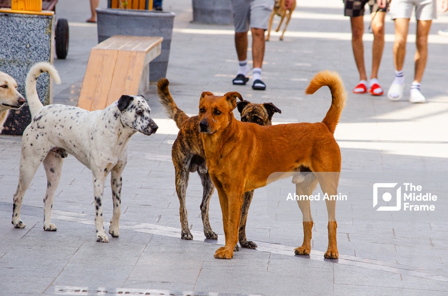A close-up of a group of stray dogs on the sidewalk in Egypt