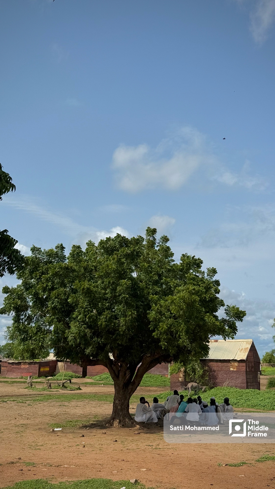 A group of Sudanese men sitting beneath a large tree