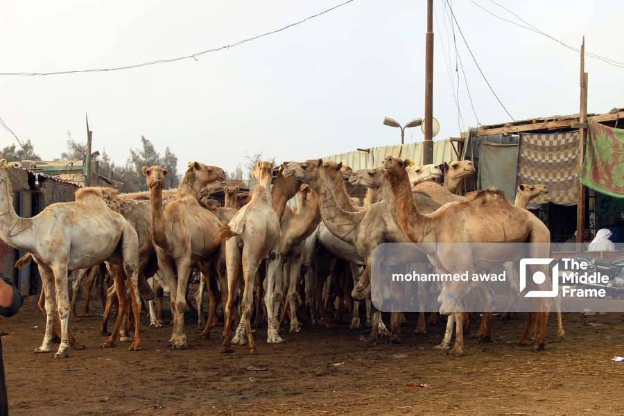 Birqash Camel Market (Souq al-Gamaal)