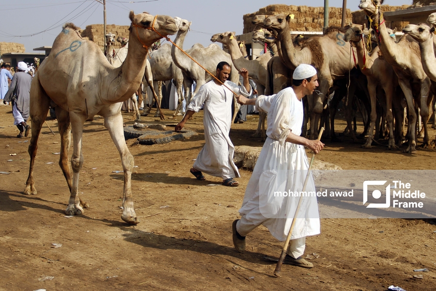 Birqash Camel Market (Souq al-Gamaal)