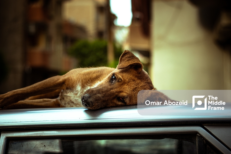 A picture of a dog sleeping on the ground