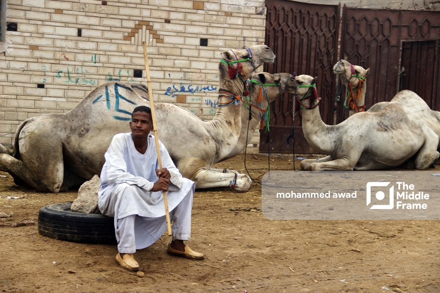 Birqash Camel Market (Souq al-Gamaal)