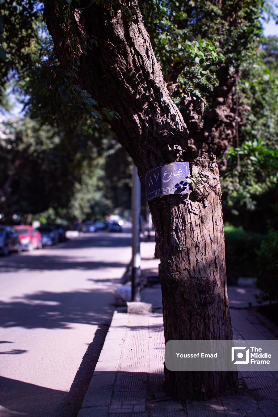 A tree on 87th Street in Cairo in broad daylight
