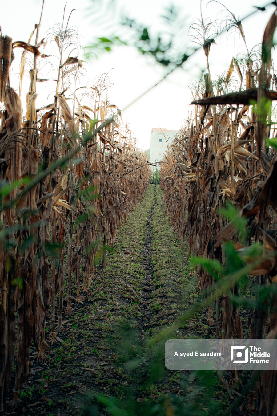 حقول الذرة Corn field