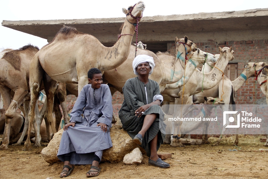 Birqash Camel Market (Souq al-Gamaal)