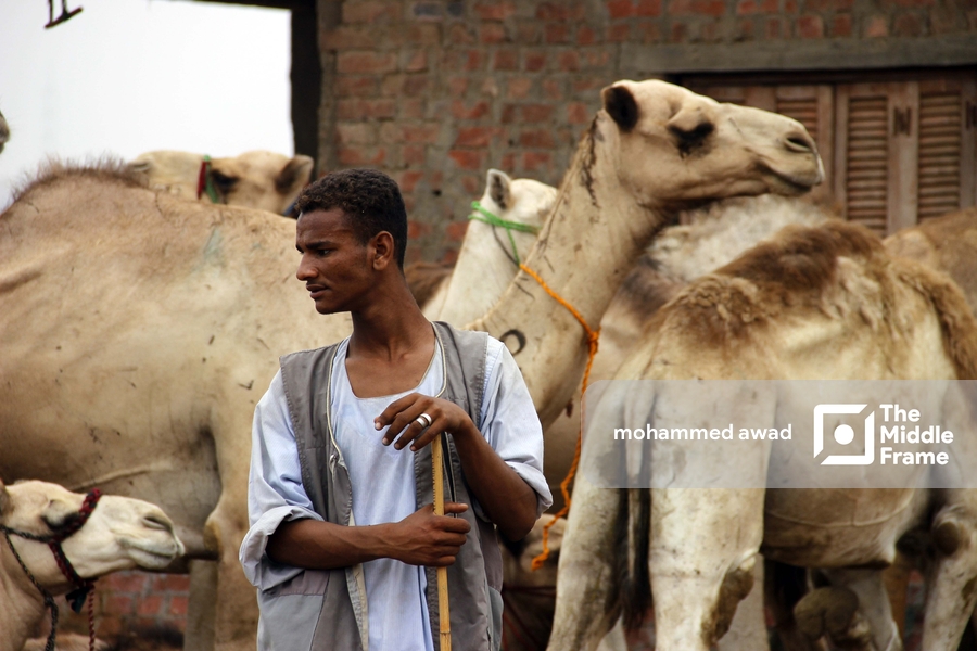 Birqash Camel Market (Souq al-Gamaal)