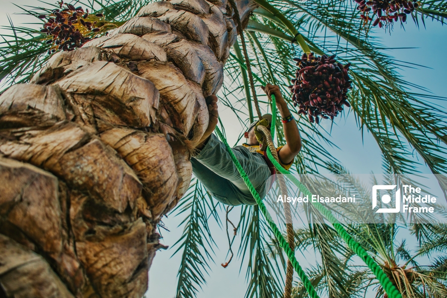 The date harvest season in Egypt.