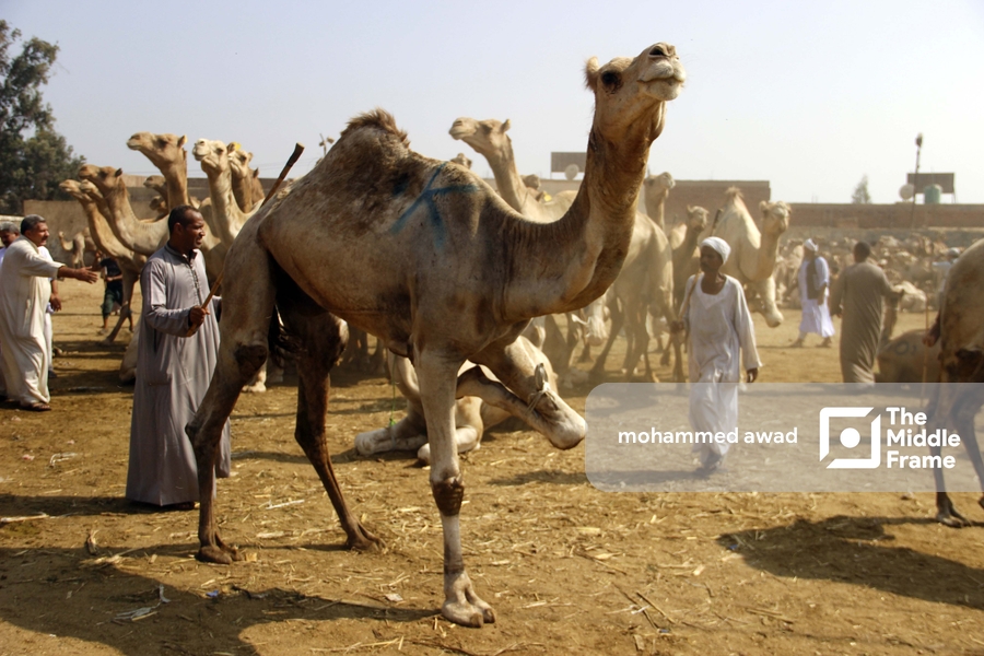 Birqash Camel Market (Souq al-Gamaal)