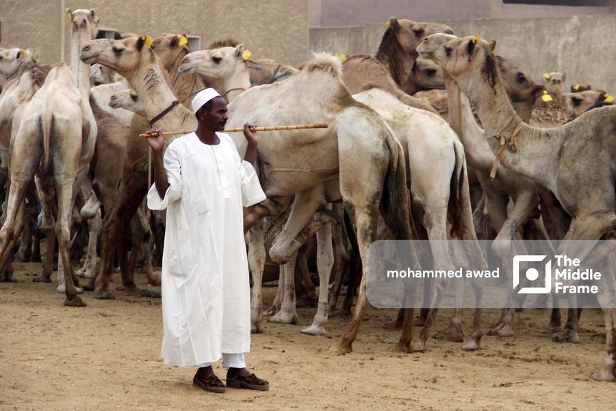Birqash Camel Market (Souq al-Gamaal)