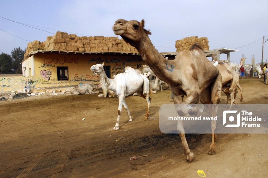 Birqash Camel Market (Souq al-Gamaal)
