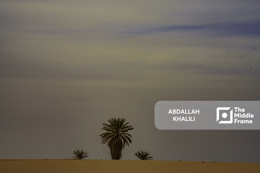 A lone palm tree in the desert