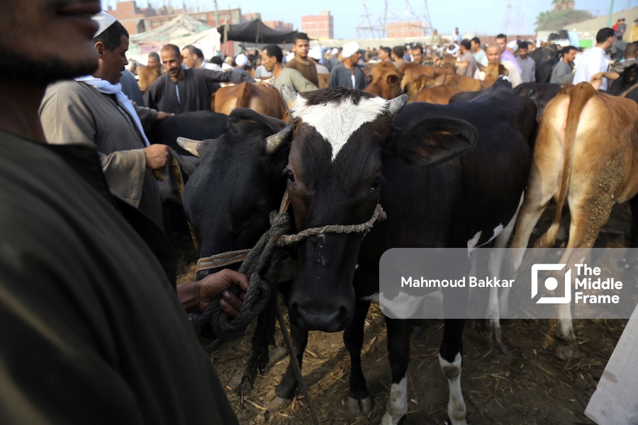 Livestock Market, Al Manashy, Giza, Egypt.