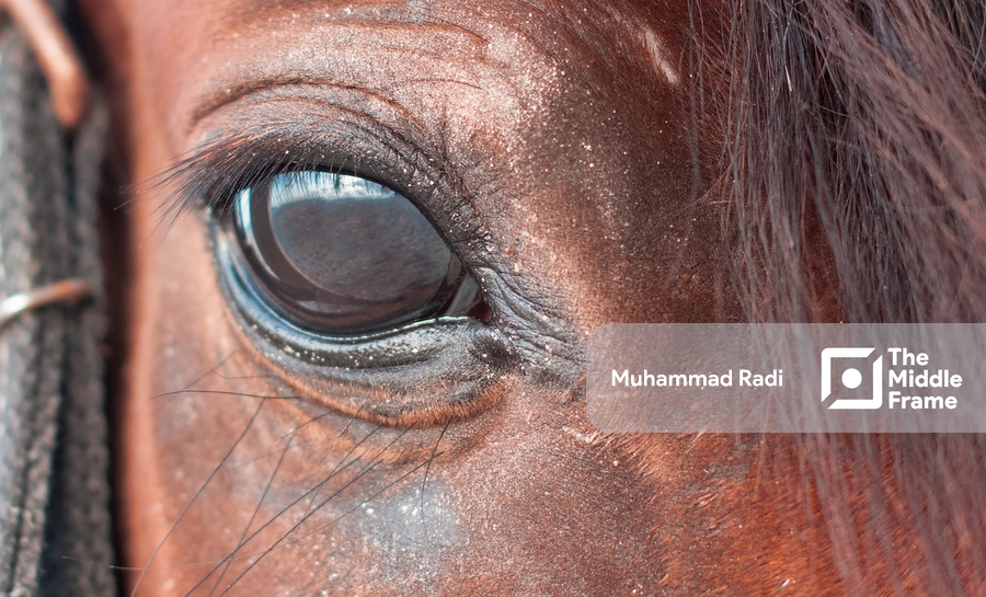 Horse's eye close-up