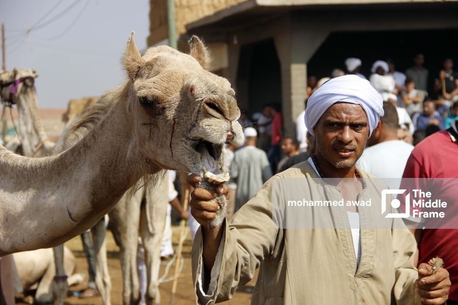 Birqash Camel Market (Souq al-Gamaal)