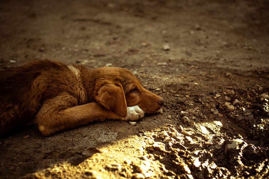 A picture of a dog sleeping on the ground