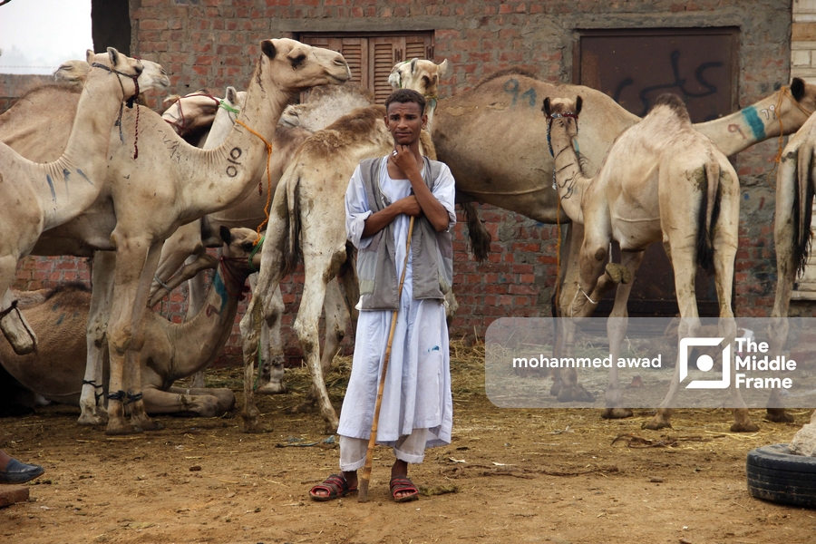Birqash Camel Market (Souq al-Gamaal)