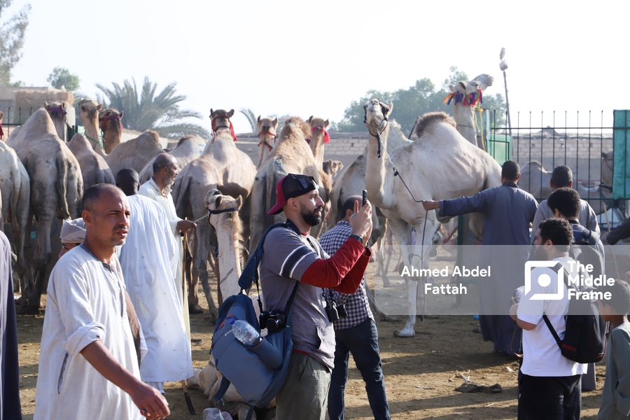 The Birqash Camel Market in Egypt