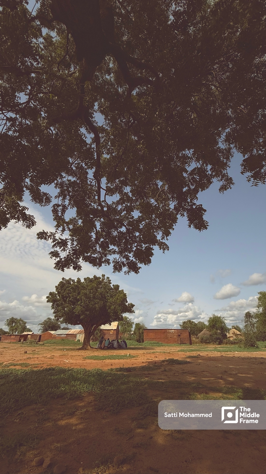 A tree in the middle of a field
