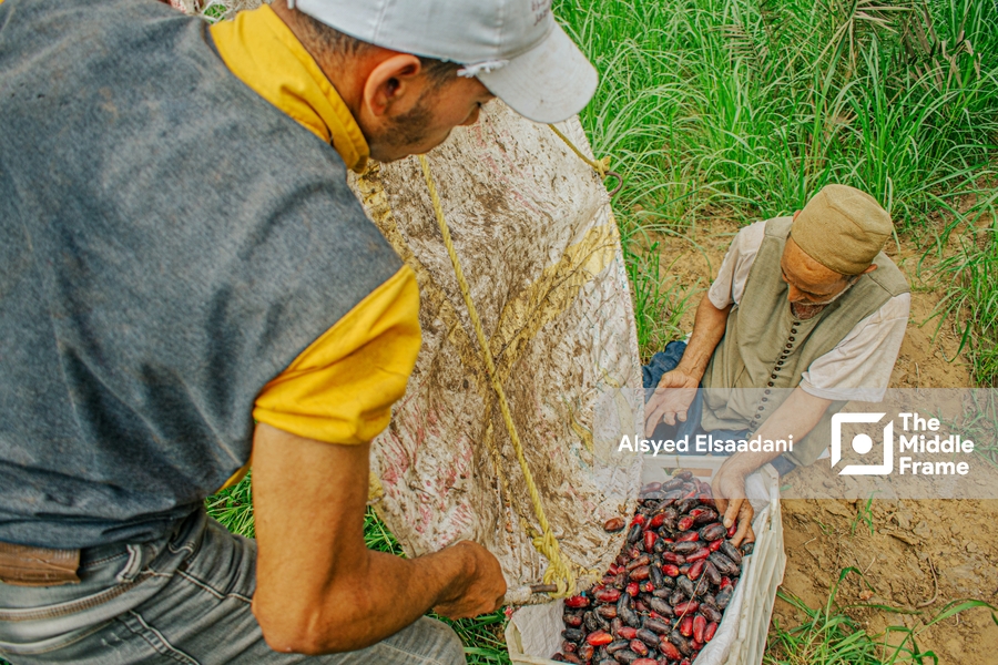 The date harvest season in Egypt.