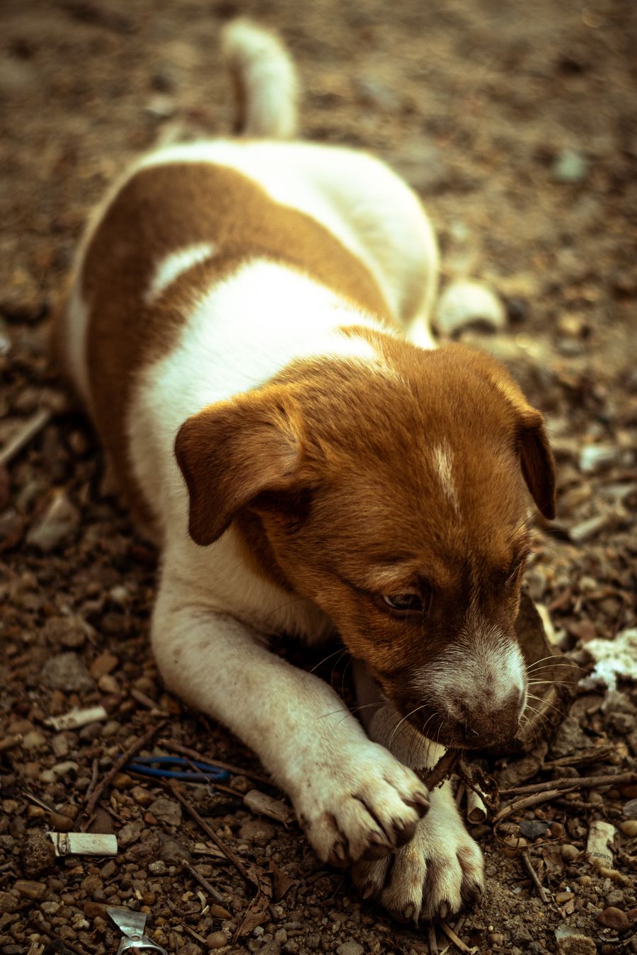 A picture of a dog sleeping on the ground