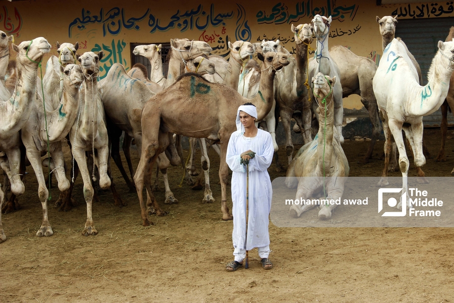 Birqash Camel Market (Souq al-Gamaal)