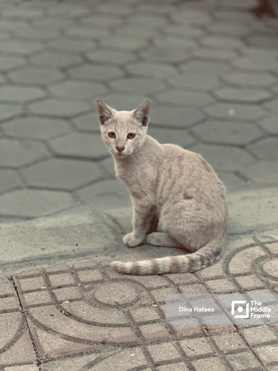 A beige-colored cat stands on a Cairo street sidewalk