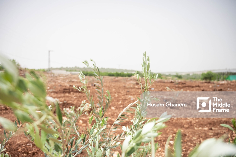 Farmlands in Flamiya village in Qalqilya District West Bank-Palestine.
