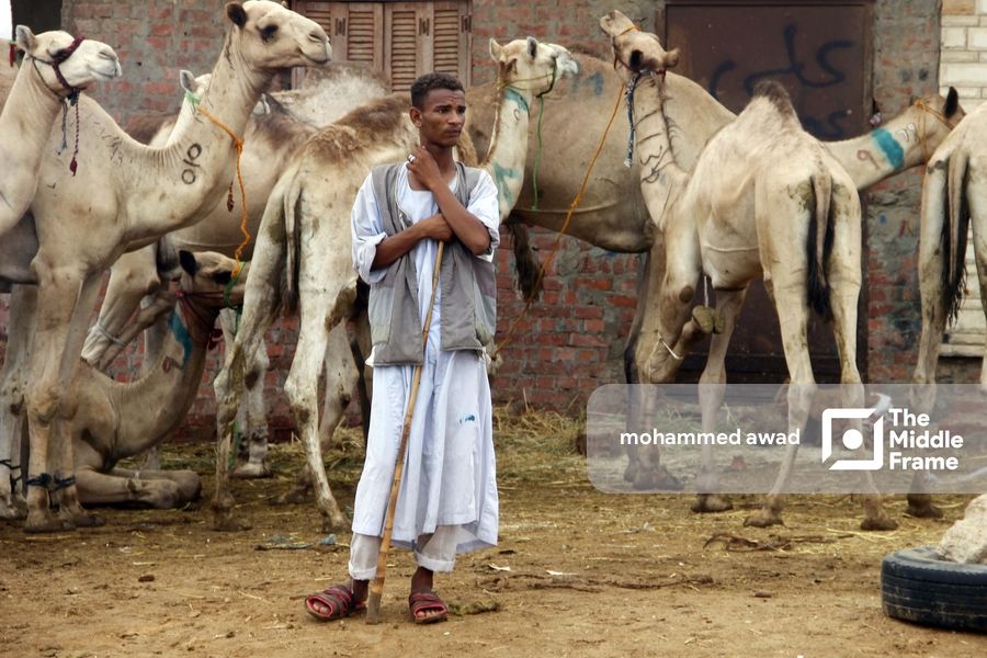 Birqash Camel Market (Souq al-Gamaal)