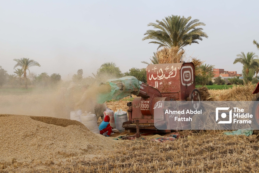 Wheat harvest season in Fayoum, Egypt.